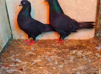 4جفت کبوتر تیرماه جفت کن با دستنوشته ببر در شیپور-عکس کوچک