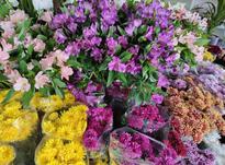 کارگر نوجوان ساده برای گل فروشی در شیپور-عکس کوچک