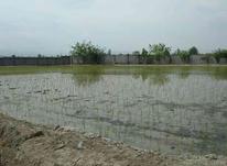 فروش زمین کشاورزی 3000 متر در دشت سر در شیپور-عکس کوچک
