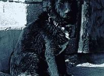 سگ قدرجونی گله ای و نگهبان.. آدمگیر و دهن پاک در شیپور-عکس کوچک