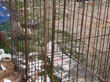 قفس اهنی سگ در شیپور
