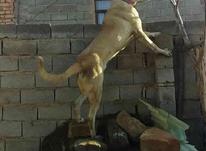 سگ سرابی 13ماهه در شیپور-عکس کوچک