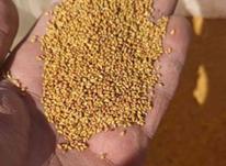 بذر یونجه درجه یک همدان در شیپور-عکس کوچک