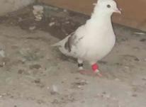 کبوتر دوکت در شیپور-عکس کوچک
