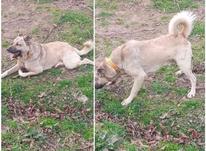 سگ گمشده نره در شیپور-عکس کوچک