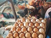 تخم مرغ خوراکی روستایی ارگانیک محلی در شیپور-عکس کوچک