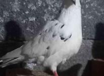 کبوتر پرشی و تزیئنی در شیپور-عکس کوچک