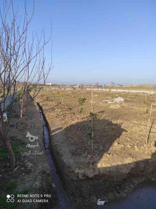 فروش زمین کشاورزی 2130 متری « عربخیل» در گروه خرید و فروش املاک در مازندران در شیپور-عکس1