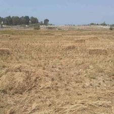 فروش زمین کشاورزی 3000 متر در چپکرود