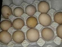 تخم مرغ لاری اصیل در شیپور