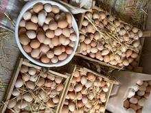 تخم مرغ محلی ارگانیک در شیپور