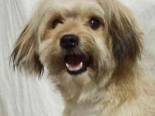 این سگ تو تاریخ پنج هفت هزارو چهارصد گم شده در شیپور