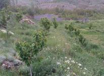 فروش و معاوضه زمین و باغ آکازیون مسکونی 4000 متر در لاریجان در شیپور-عکس کوچک