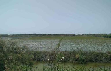 زمین کشاورزی 10000 متری در چپکرود جویبار