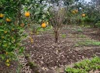 زمین باغ پرتقال به متراژ 1140 متر در شیپور-عکس کوچک