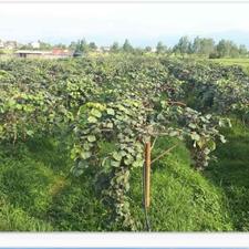 باغ کیوی 2,300 متری در حسن سرا رودسر