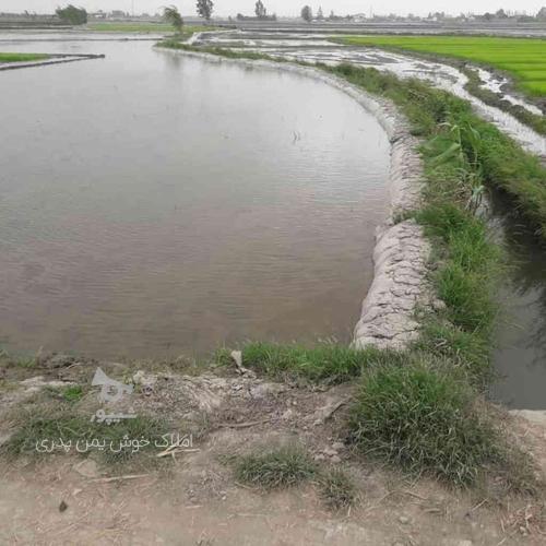زمین کشاورزی 9,000 مترس در دابودشت - شیپور