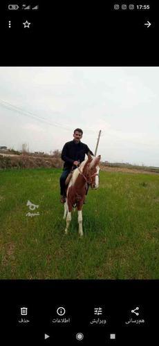 فروش اسب سواری - شیپور