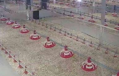فروش مرغداری گوشتی 360هزارایی در فیروزکوه