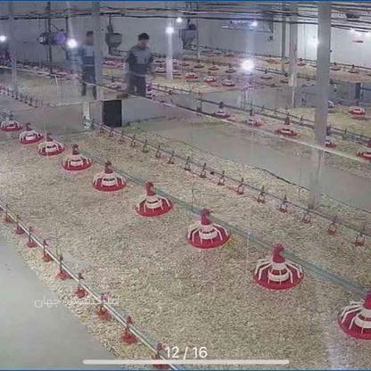 فروش مرغداری گوشتی 360هزارایی در فیروزکوه در گروه خرید و فروش املاک در تهران در شیپور-عکس1