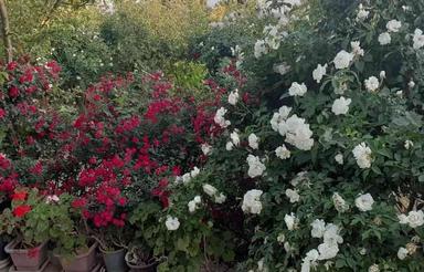 باغ5000متر دارای خونه باغ برق انواع درخت.بالای اتوبان خرمدره