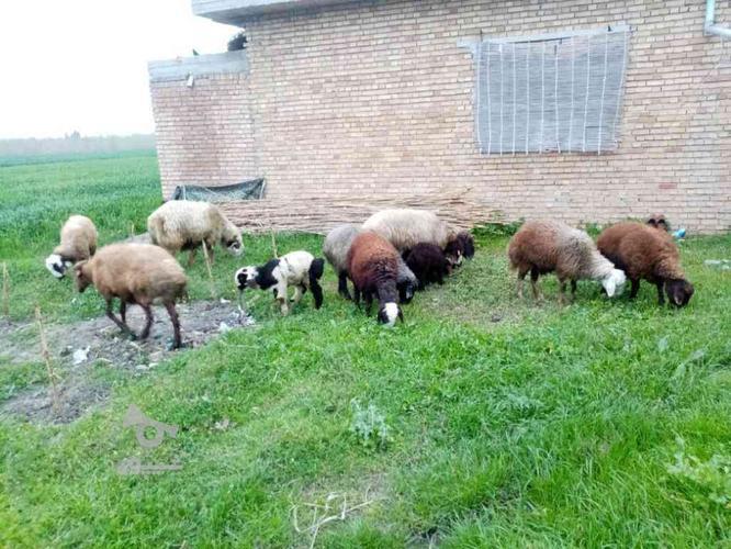 11تا گوسفند با قوچ و سه تا برره - شیپور