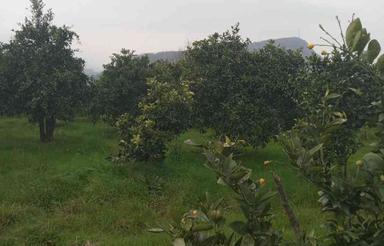 فروش 11800 متر باغ پرتقال اکازیون در رامسر