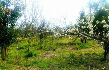 باغچه سنددار نقلی 300 متری