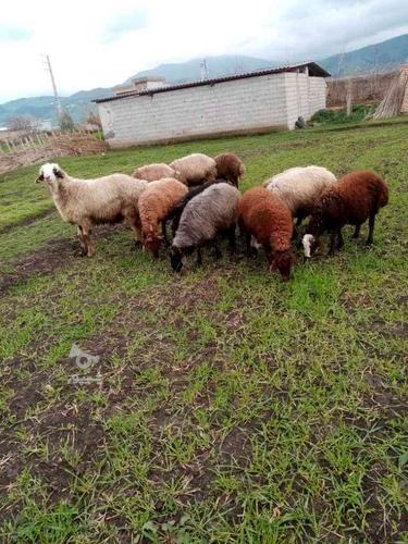 10تا گوسفند سه تاش ماده و یه قوچ بختیاری بزرگ با سه تا برره - شیپور
