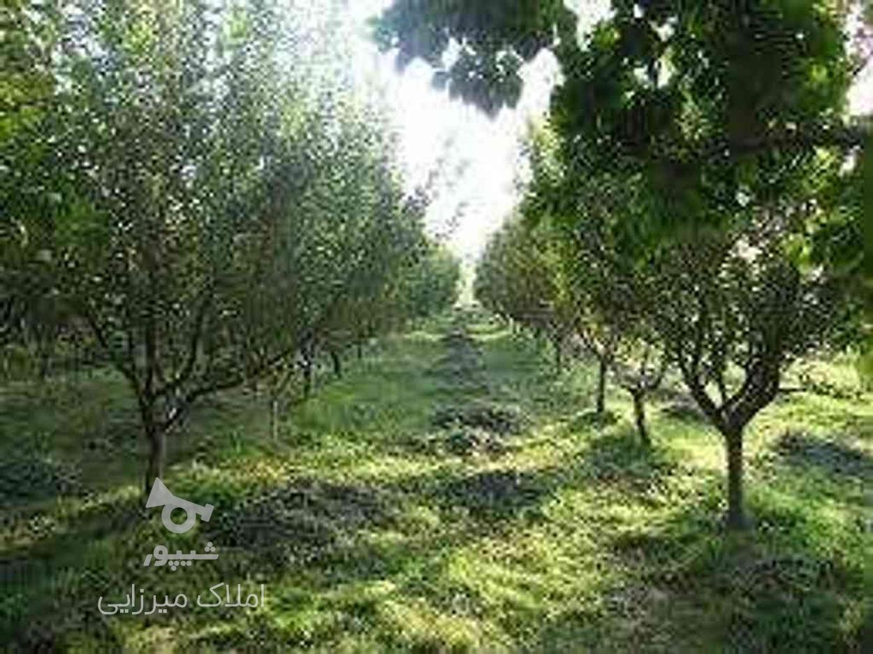 فروش زمین مسکونی 260 متر در جاده نظامی در گروه خرید و فروش املاک در مازندران در شیپور-عکس1