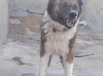 سگ نگهبانی عالی در شیپور-عکس کوچک