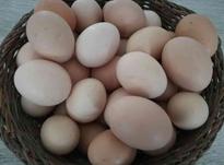 تخم مرغ محلی نطفه دار در شیپور-عکس کوچک