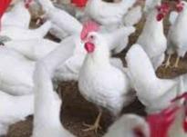 جوجه محلی و مرغ سفید تخمی در شیپور-عکس کوچک