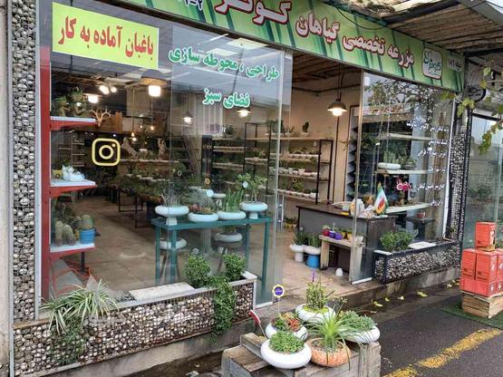 فروشندگی محصولات کاکتوس ،بنسای و گیاهان طبیعی در گروه خرید و فروش استخدام در تهران در شیپور-عکس1