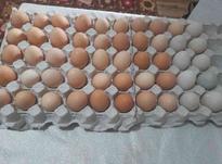 تخم مرغ محلی و تخم اردک در شیپور-عکس کوچک