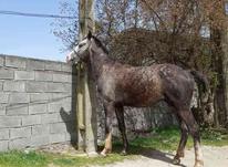 اسب ترکمن دو سال اروم پرسرعت عالی در شیپور-عکس کوچک
