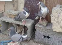کبوتر دمگیر پنجاه در شیپور-عکس کوچک