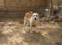 سگ و گله ای در شیپور-عکس کوچک