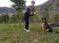 اموزش سگ مربی سگ در شیپور-عکس کوچک