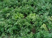 سبزی محلی قرمه در شیپور-عکس کوچک