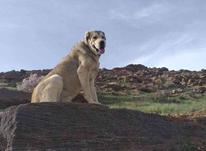 سگ چنگی گلله هه چی به شرت در شیپور-عکس کوچک