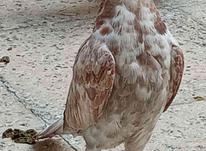 کبوتر های سالم وجوان واکسن زده در شیپور-عکس کوچک