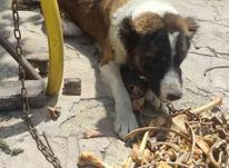 سگ 14ماهه نر در شیپور-عکس کوچک