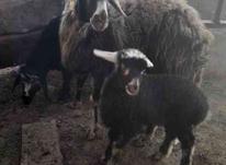 یک راس گوسفند شیشک با بره ماده در شیپور-عکس کوچک