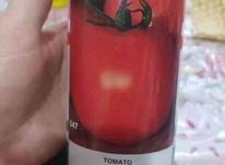 نهال گوجه فرنگی ریدیستون در شیپور-عکس کوچک