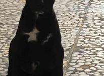 سگ پیتبول ماده 50روزه در شیپور-عکس کوچک