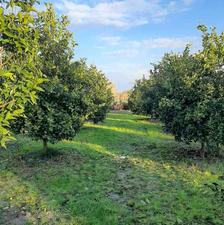 فروش باغ 1000 متر در بهنمیر