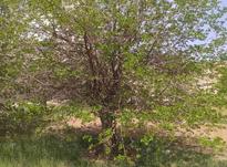 زمین باغی در کردان در شیپور-عکس کوچک