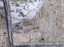 کبوتر کفتر تهرانی نر ماده در شیپور-عکس کوچک