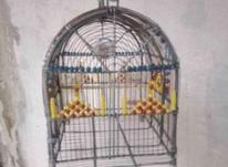 فروش دو تا قفس در شیپور-عکس کوچک